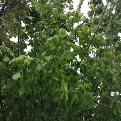 Acer negundo texanum