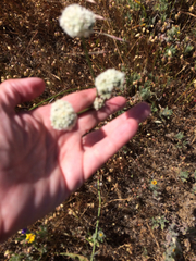 Eriogonum latifolium