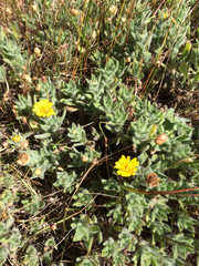 Heterotheca sessiliflora