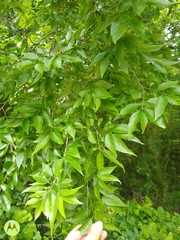 Celtis laevigata