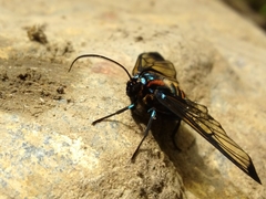 Gymnelia