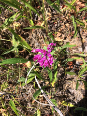 Allium dichlamydeum