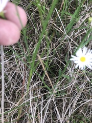 Astranthium ciliatum