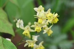 Epimedium × versicolor