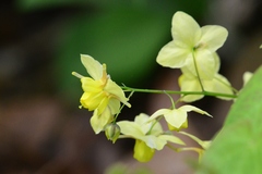 Epimedium × versicolor