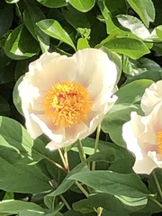 Paeonia delavayi