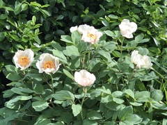Paeonia delavayi