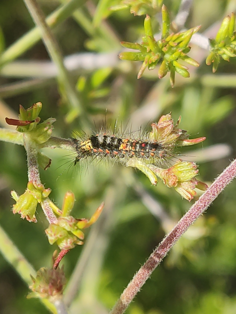 Western Tussock Moth from Imperial Beach, California, EE. UU. on April ...