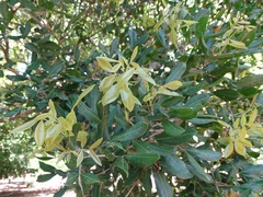 Melicoccus oliviformis