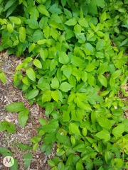 Toxicodendron radicans