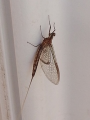 Ephemeridae