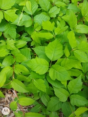 Toxicodendron radicans