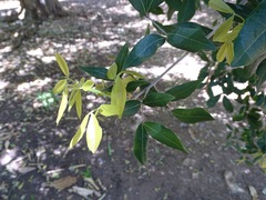 Melicoccus oliviformis