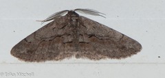 Iridopsis vellivolata