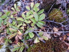 Acaena ovalifolia