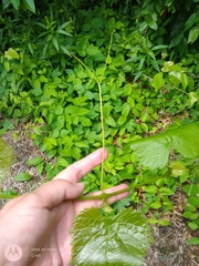 Ampelopsis cordata