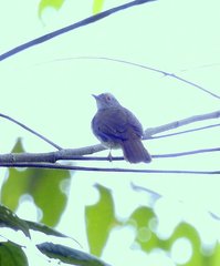 Rubigula erythropthalmos