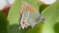 Callophrys xami xami