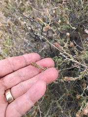 Brickellia frutescens