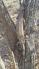 Heloderma horridum