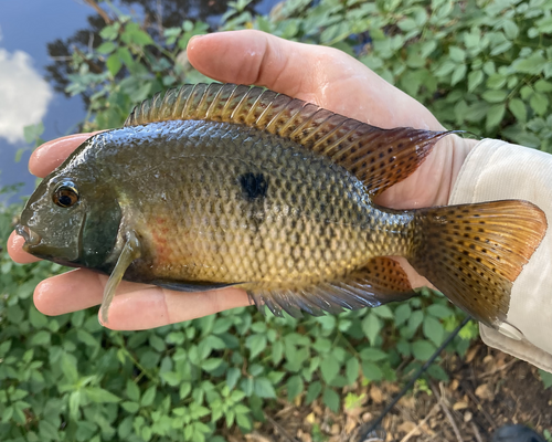 Nicaragua-cichlide (Hypsophrys nicaraguensis) — Cichlidae — 2