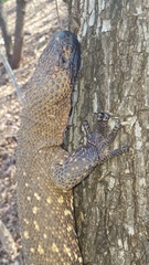 Heloderma horridum