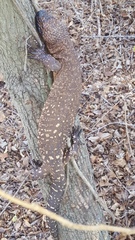 Heloderma horridum