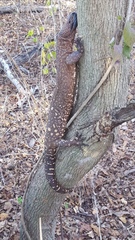 Heloderma horridum