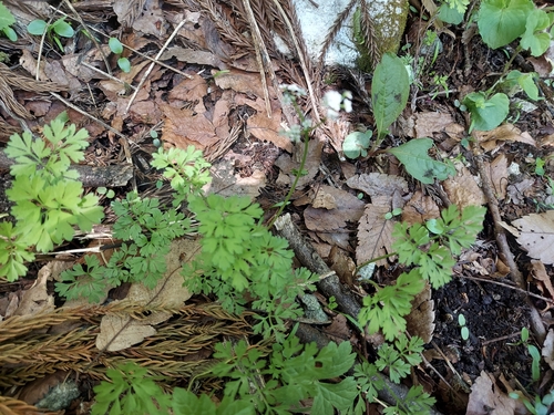 Chamaele decumbens iNat (3)
