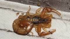 Centruroides suffusus