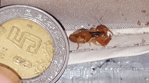 Durango Bark Scorpion