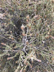 Brickellia frutescens