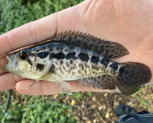 Parachromis managuensis, 2023-03-29