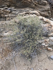 Brickellia frutescens