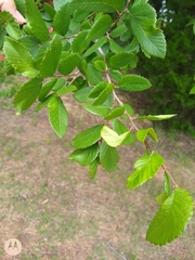 Ulmus crassifolia