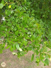 Ulmus crassifolia