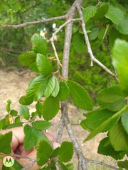 Ulmus crassifolia
