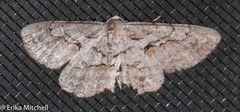 Iridopsis vellivolata