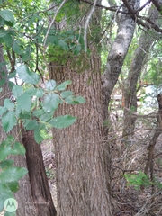 Ulmus crassifolia