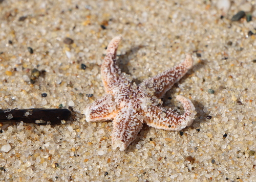 Common Sea Star photographed in Massachusetts