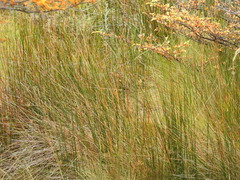 Marsippospermum grandiflorum