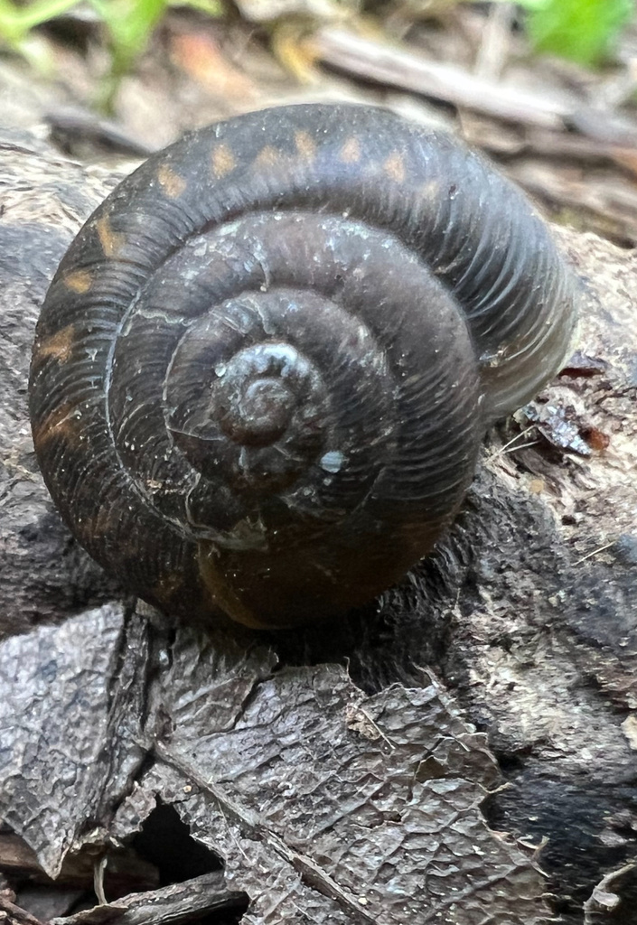 Common Land Snails and Slugs from Caperton Swamp, Indian Hills, KY, US ...