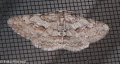 Iridopsis vellivolata