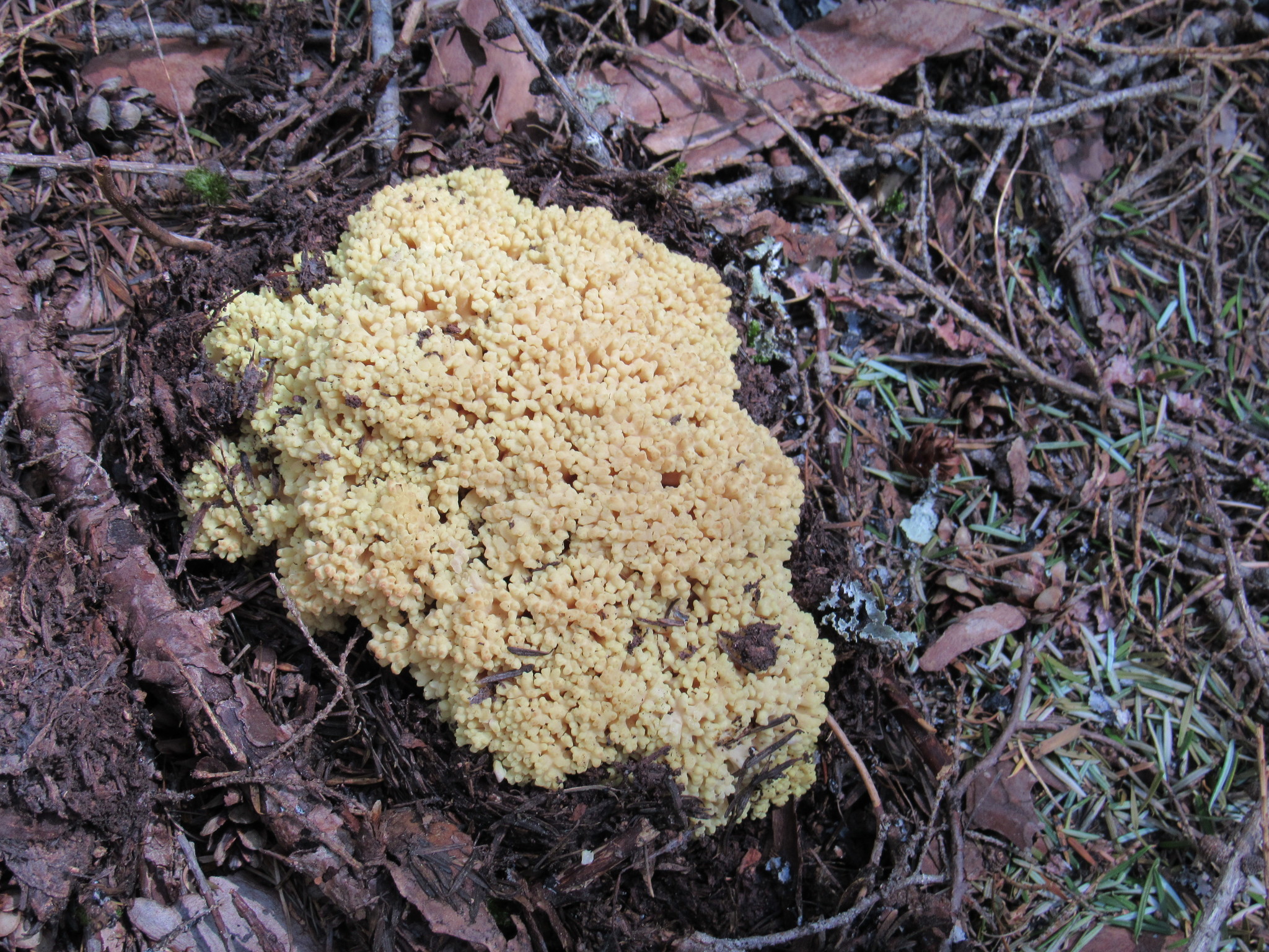 Ramaria rasilispora image