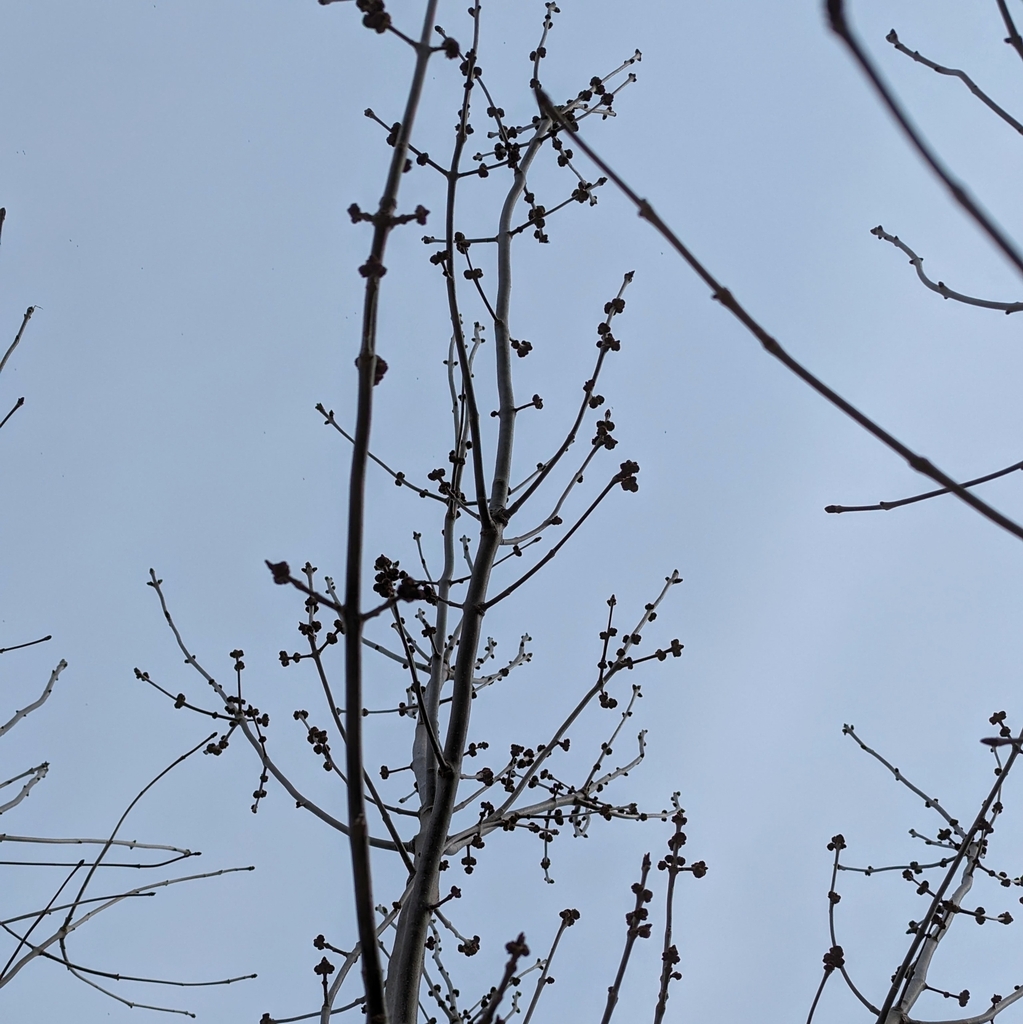 green ash from SaintMathieudeBeloeil, Quebec J3G 0B3, Canadá on