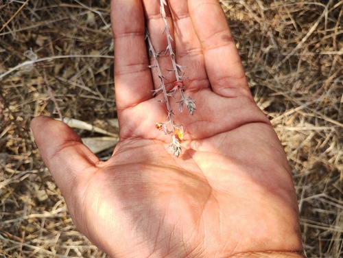 Krameria revoluta (Krameria revoluta)
