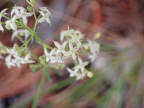 Image of Galium lucidum by (c) Elias, some rights reserved (CC BY)