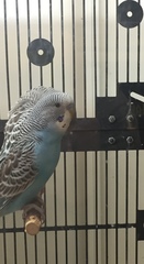 Melopsittacus