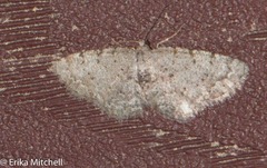Aethalura intertexta