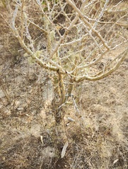 Bursera silviae, photograph (c) Carlos Domínguez-Rodríguez, some rights reserved (CC BY)